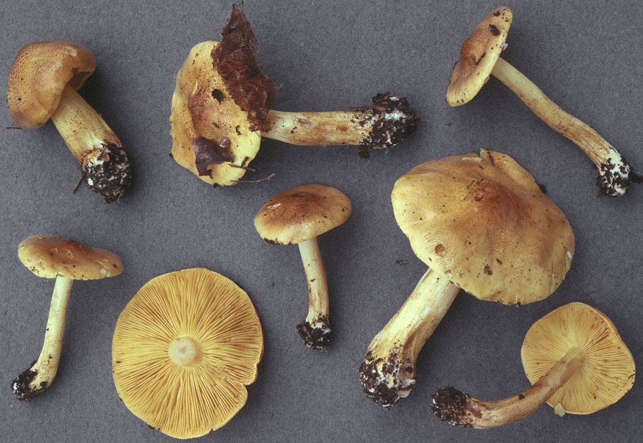 Рядовка Майская