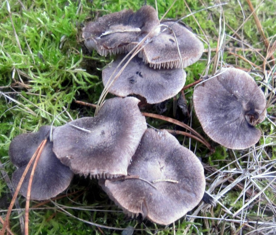 Рядовка Еловая Tricholoma aestuans