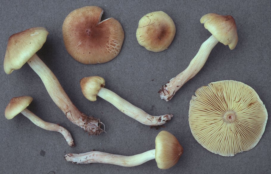 Полевые рядовки съедобные