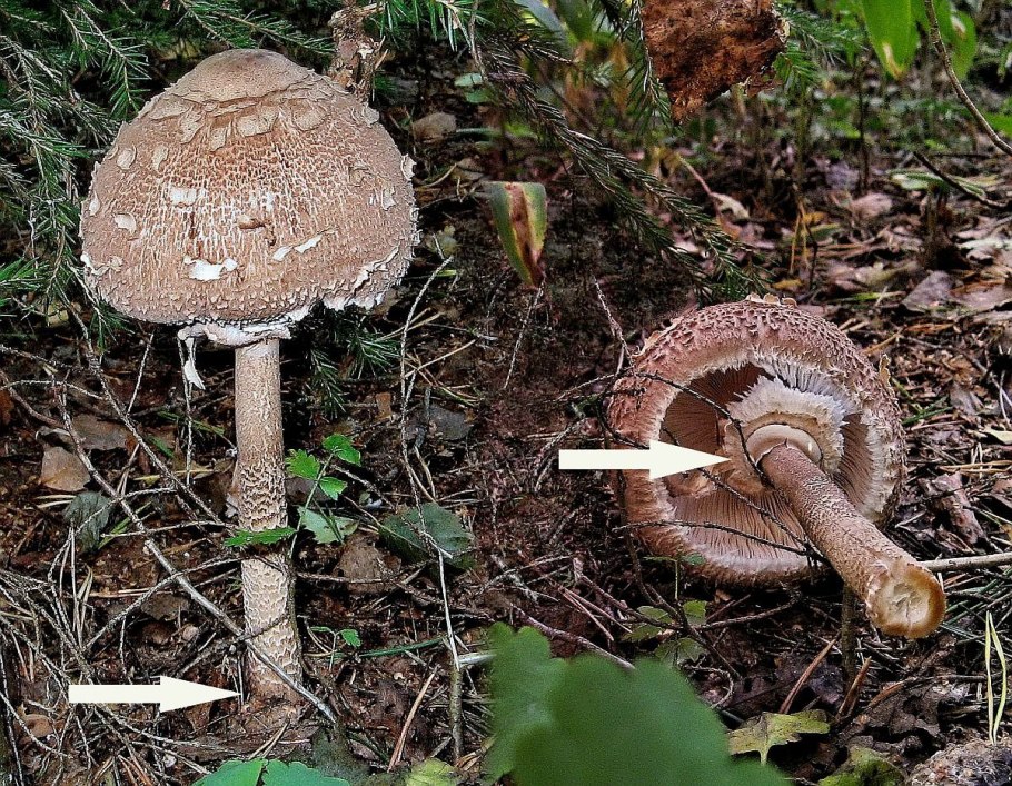 Гриб зонтик ядовитый поганка