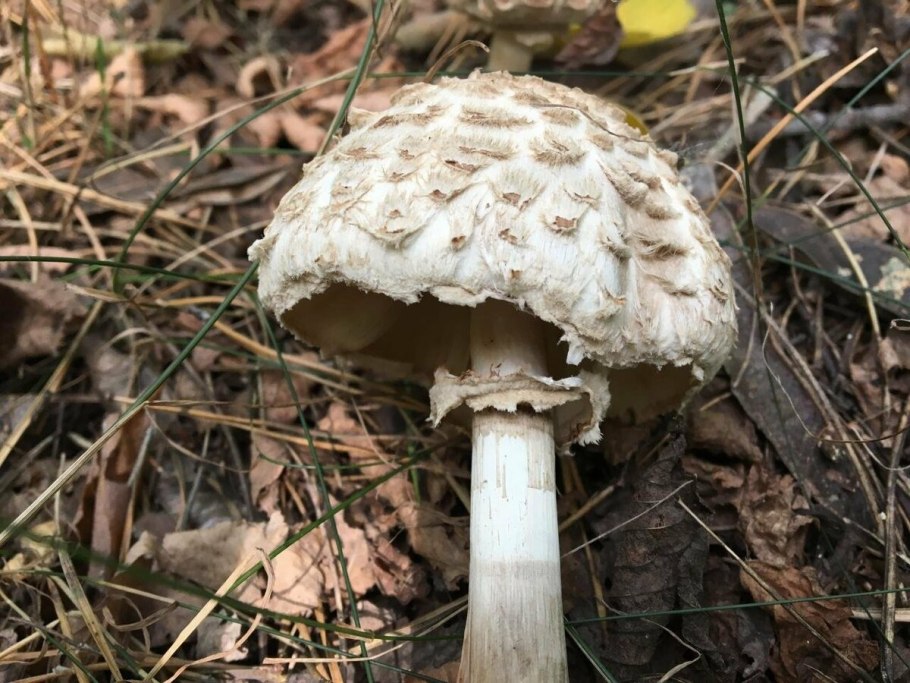 Зонтик краснеющий Chlorophyllum rhacodes