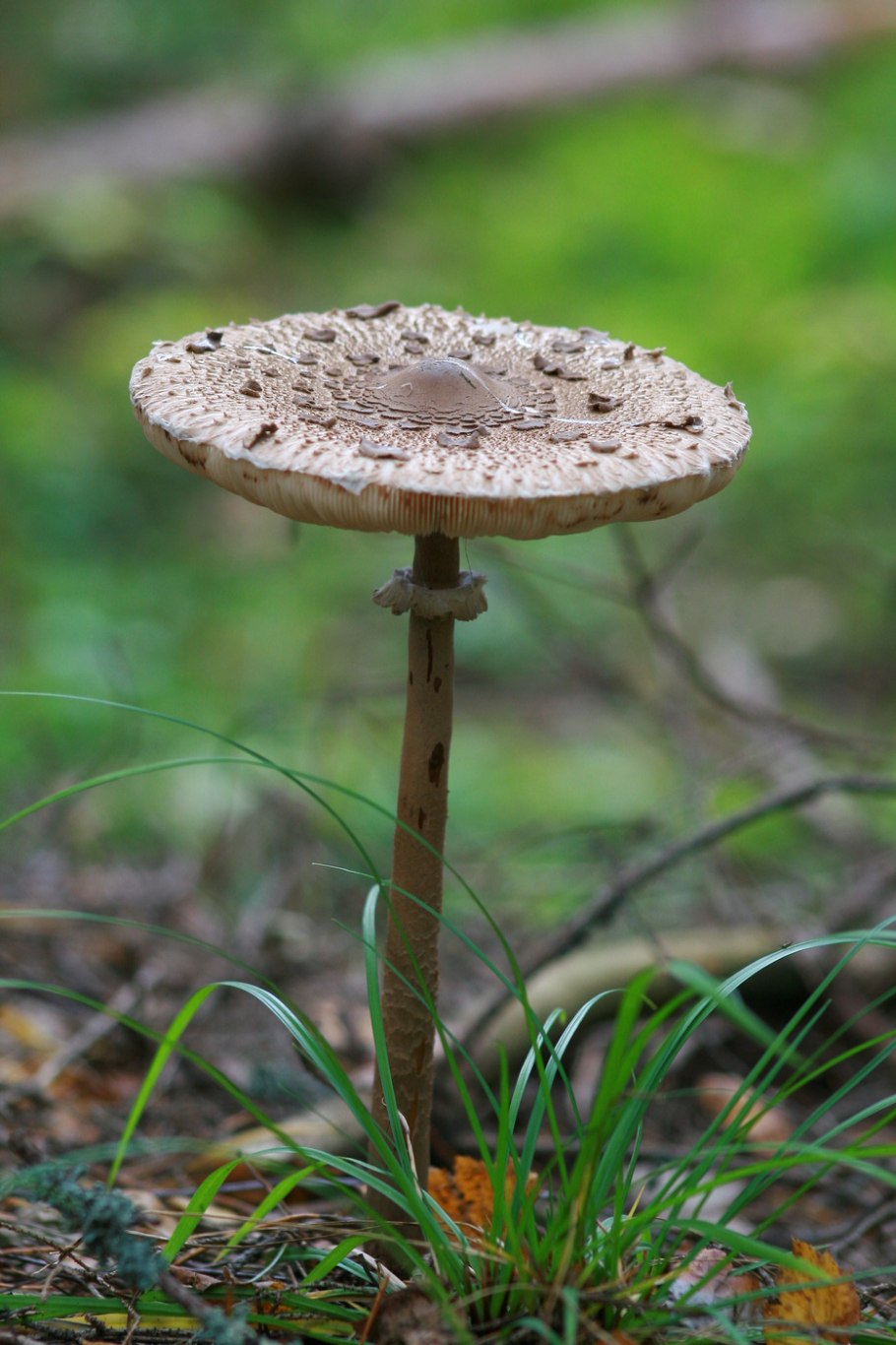 Зонтик гриб несъедобный