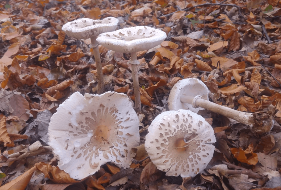 Поганки в Курской области