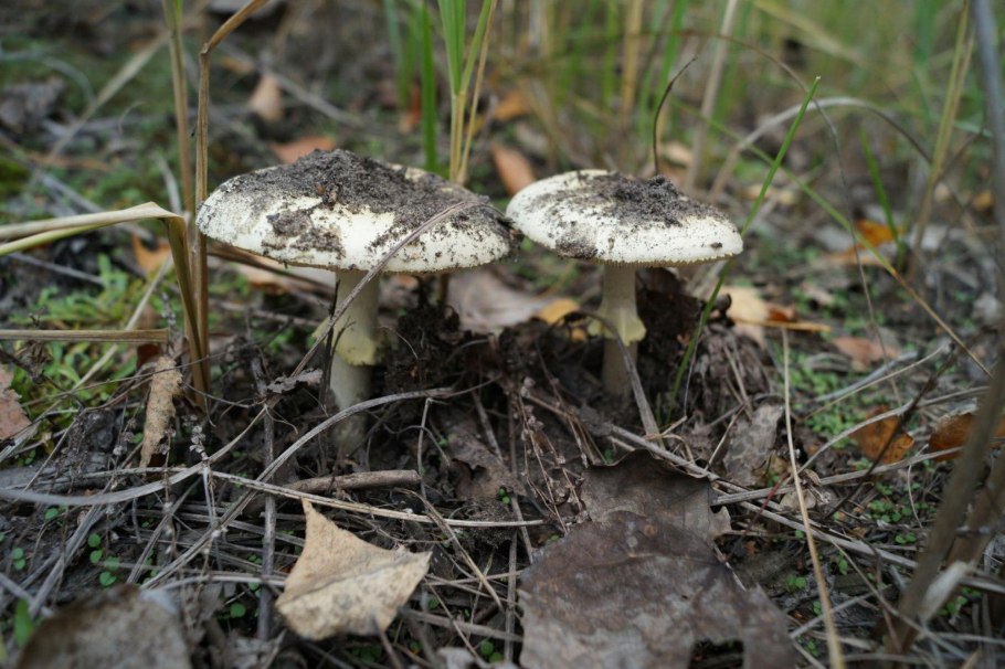 Желтая поганка