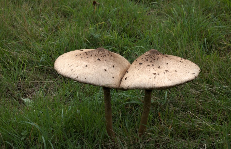 Зонтик пёстрый macrolepiota procera