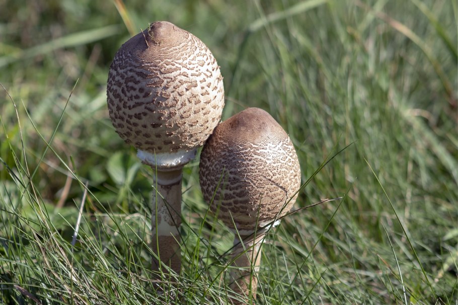 Макролепиота гриб