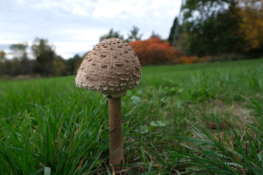 Зонтик свинцовошлаковый (Chlorophyllum molybdites)