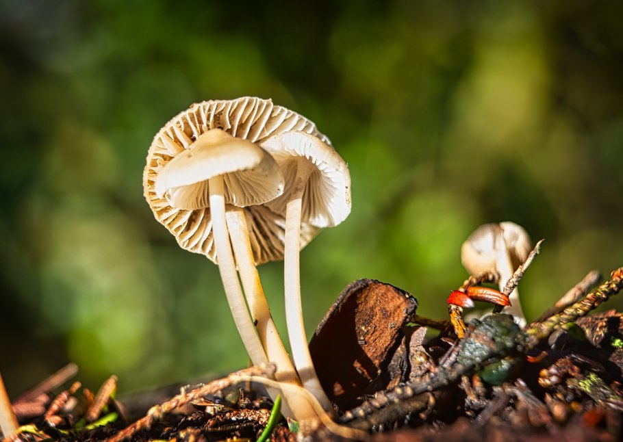 Поганка гриб