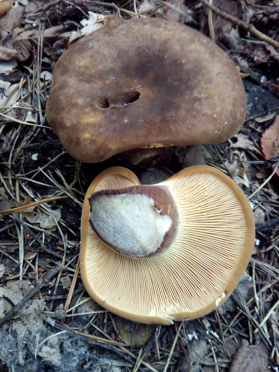 Гриб свинушка толстая