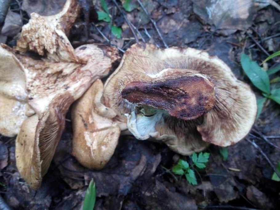 Свинушка paxillus rubicundulus
