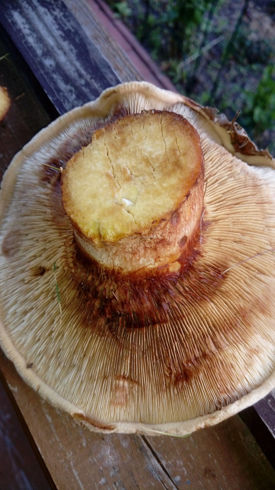 Ольховая свинушка (Paxillus filamentosus)
