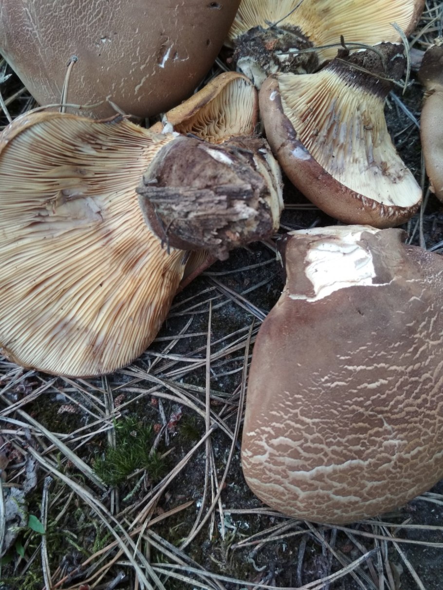 Свинушка тонкая Paxillus involutus