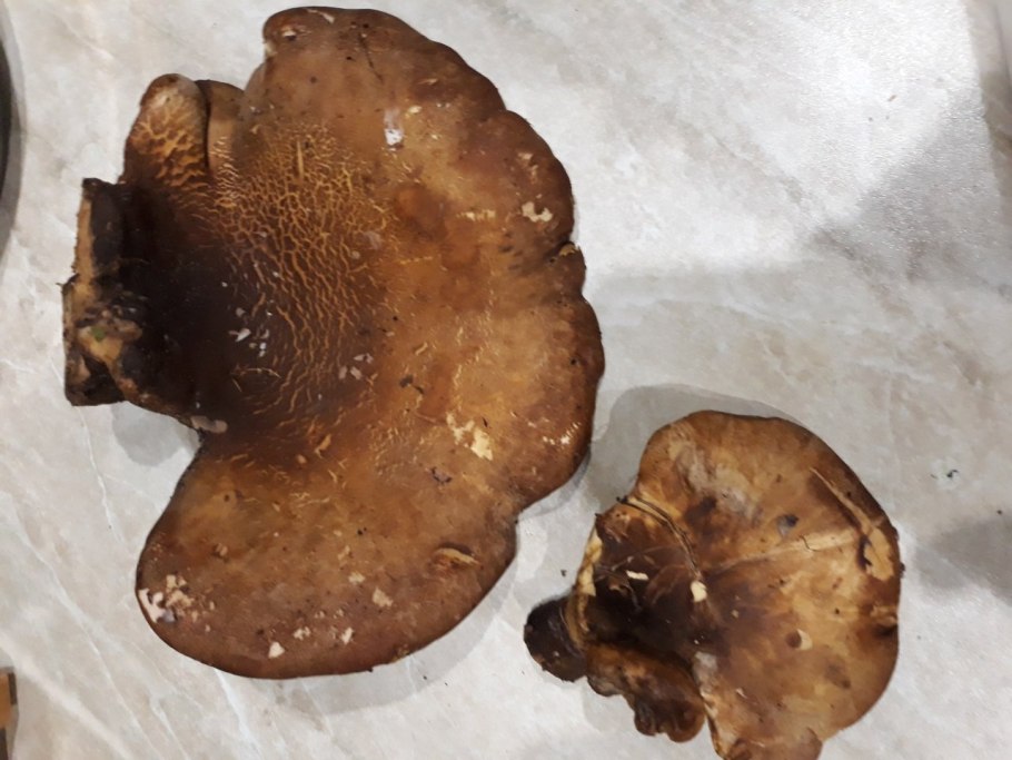 Свинушка тонкая