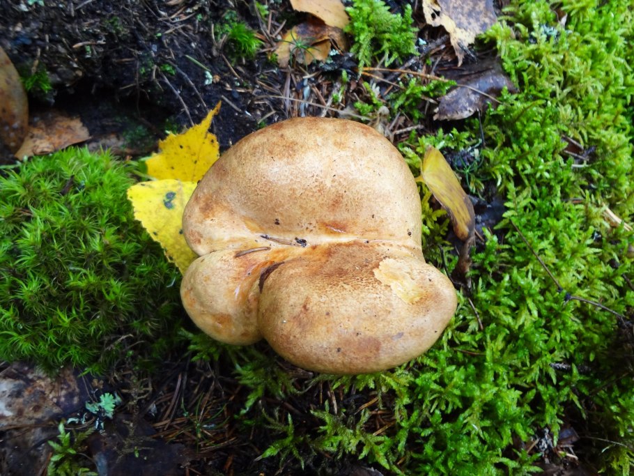 Свинушка тапинелла