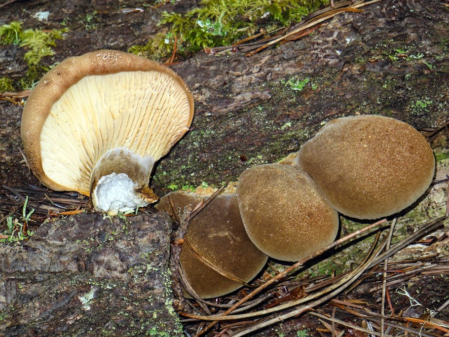 Свинушка толстая гриб съедобный или нет