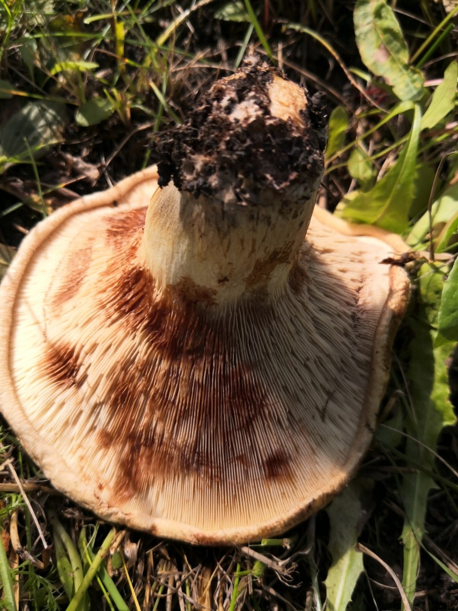 Свинушка тонкая гриб