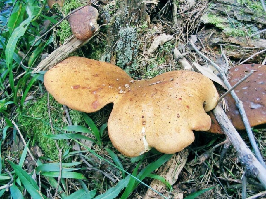 Свинушка болетовые