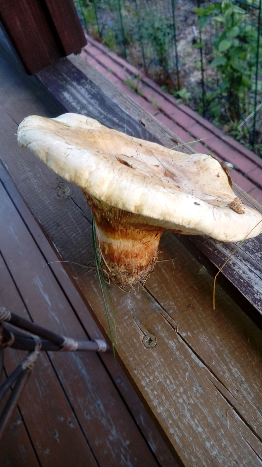 Идентифицировать гриб по