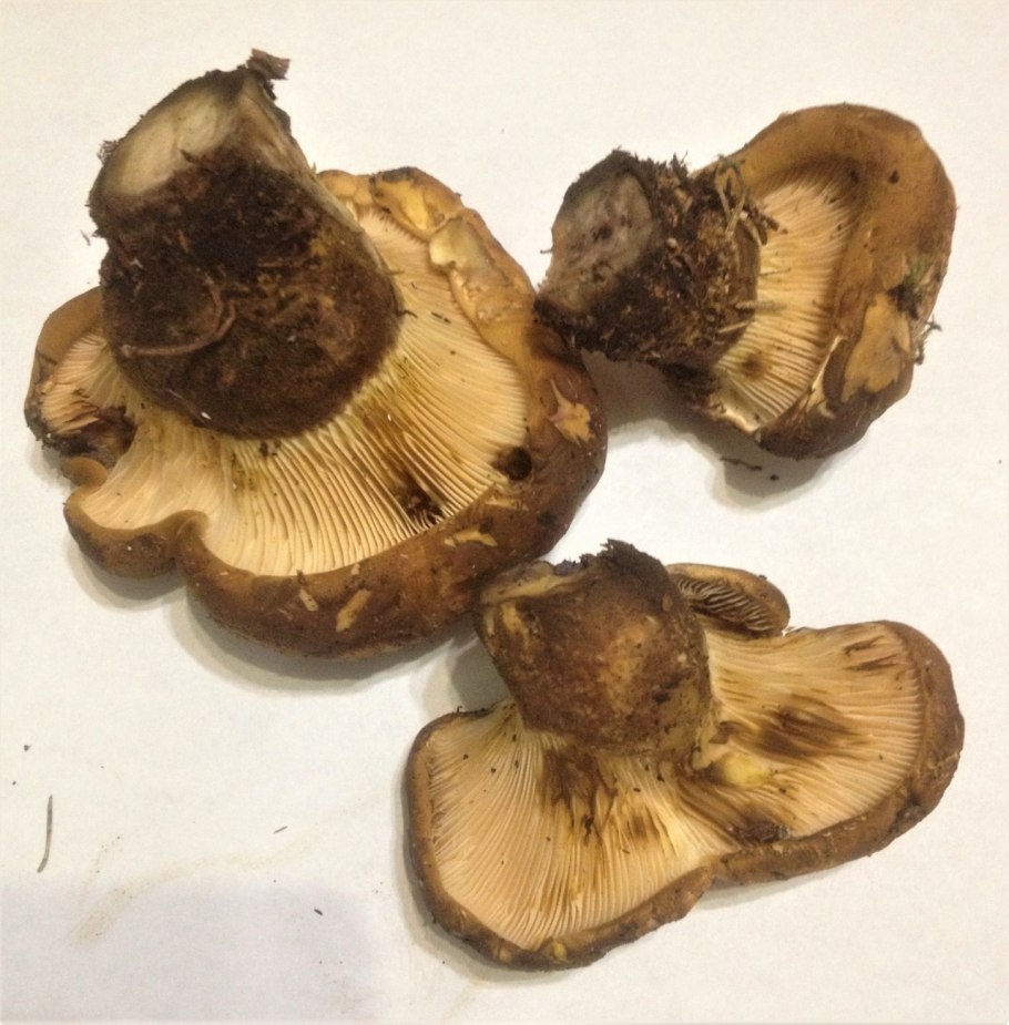 Коричневые грибы свинушка толстая