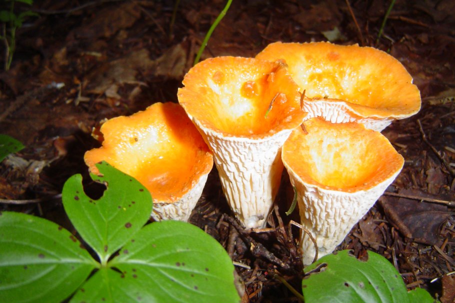 Лисичка бархатистая гриб