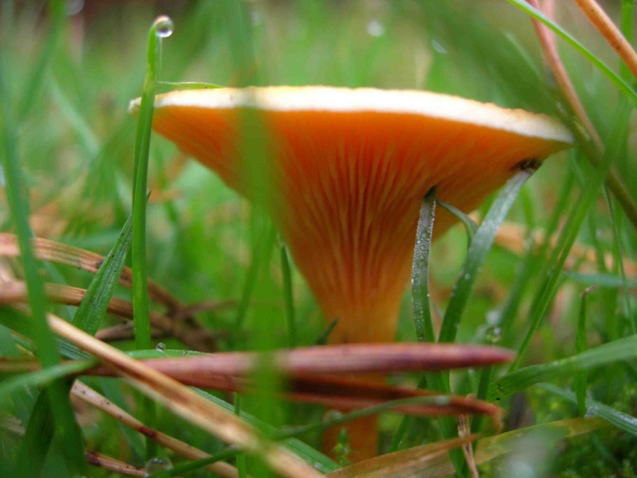 Гриб с волнистыми краями