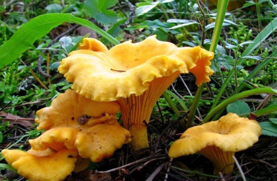 Грибы рыжики и лисички разница