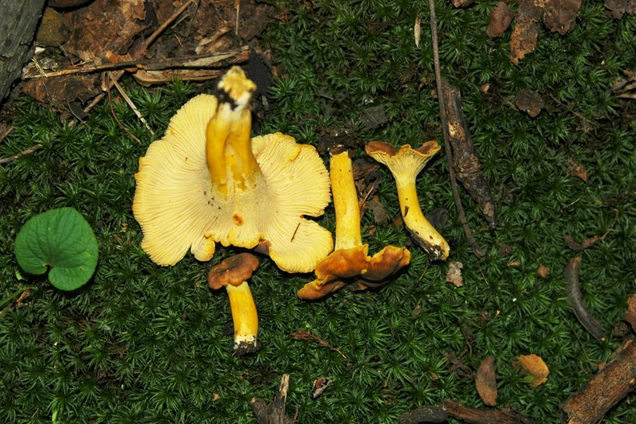 Cantharellus cibarius - Лисичка
