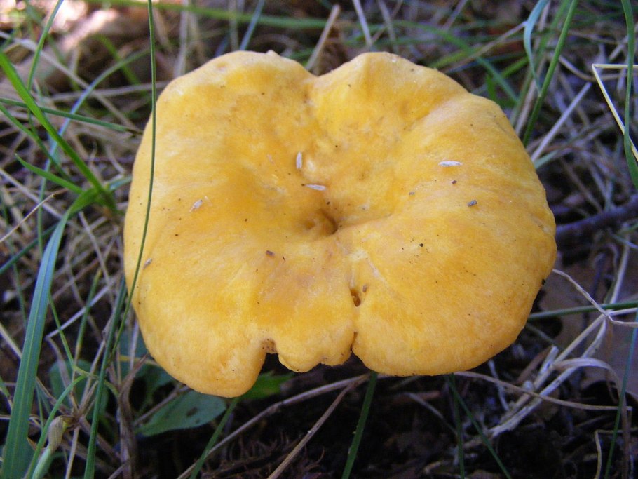 Лисичка гриб Челябинской области фото