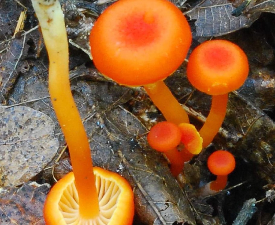 Гигроцибе киноварно-красная (hygrocybe miniata)