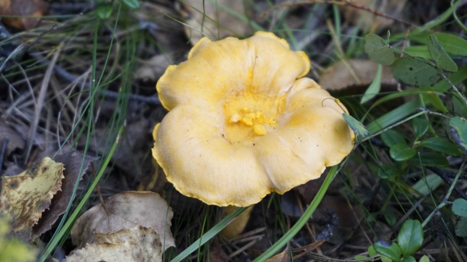 Лисичка киноварно-красная