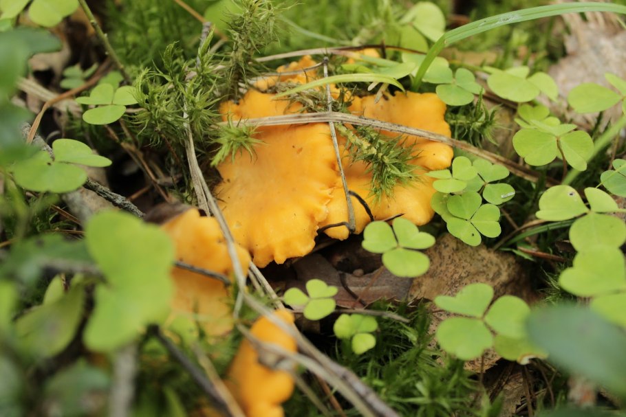 Ворончатая Лисичка гриб