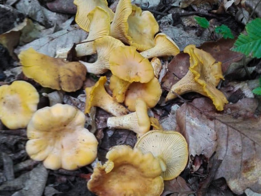 Лиса с узкими глазами