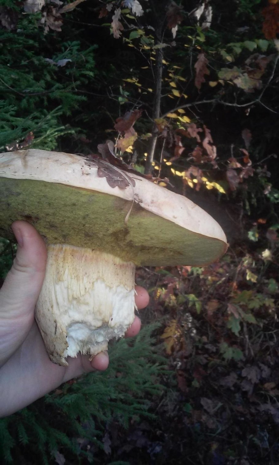 Боровик полубелый