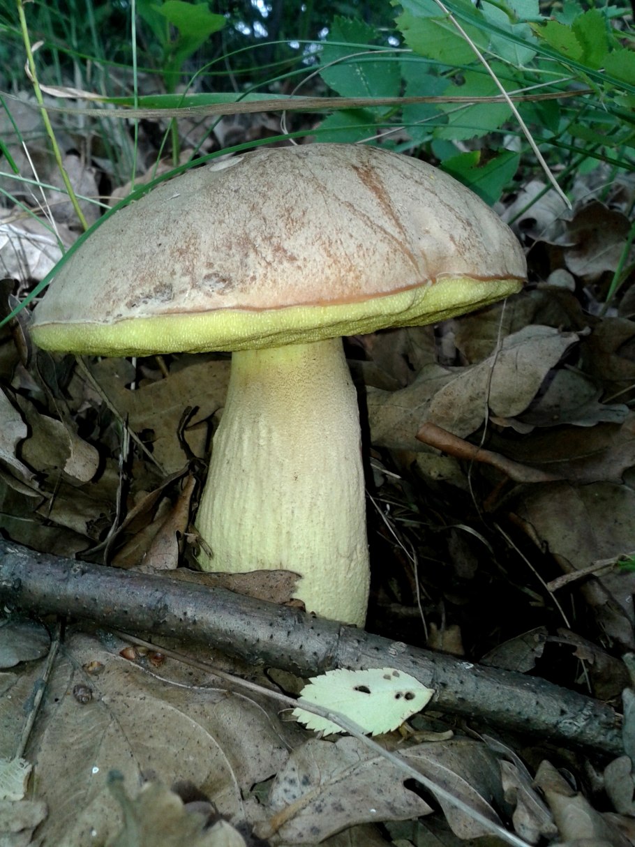 Полубелый гриб