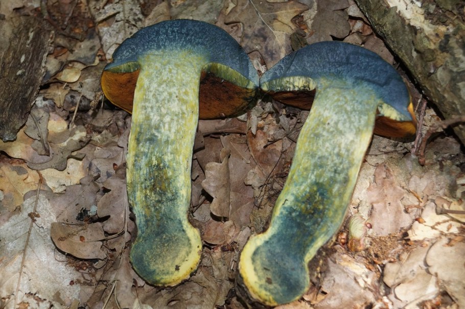 Гриб лимонник