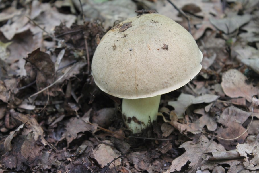 Желтожебрик гриб