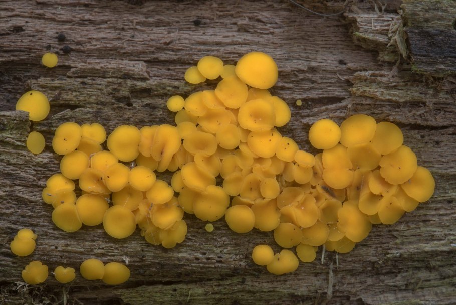 Полубелый гриб