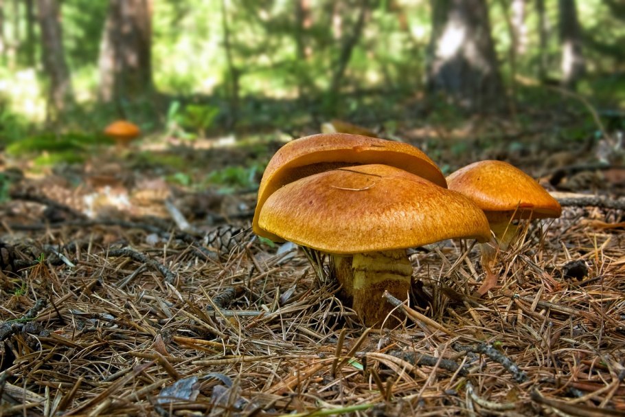 Обабок дальневосточный гриб