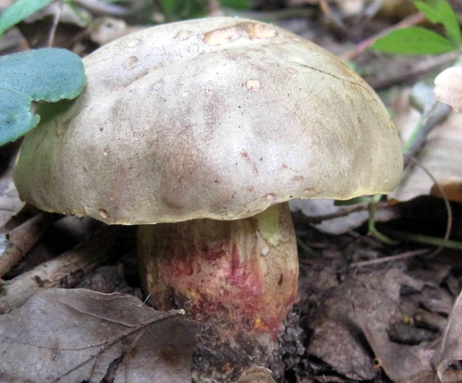 Желтожебрик гриб