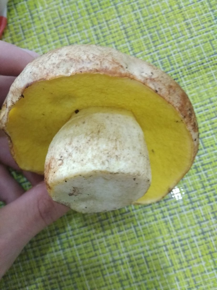 Боровик жёлтый полубелый гриб