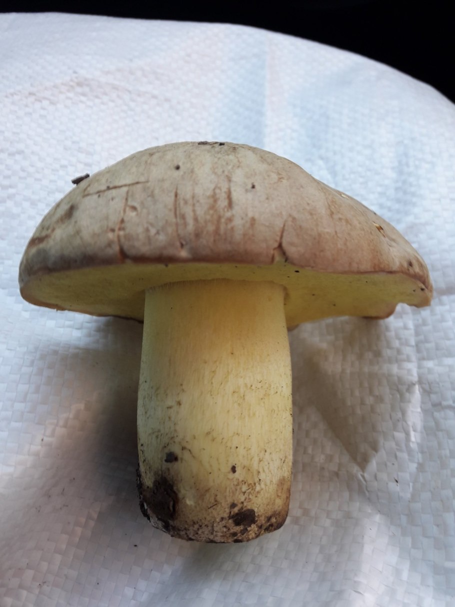 Полубелый гриб (Hemileccinum impolitum)