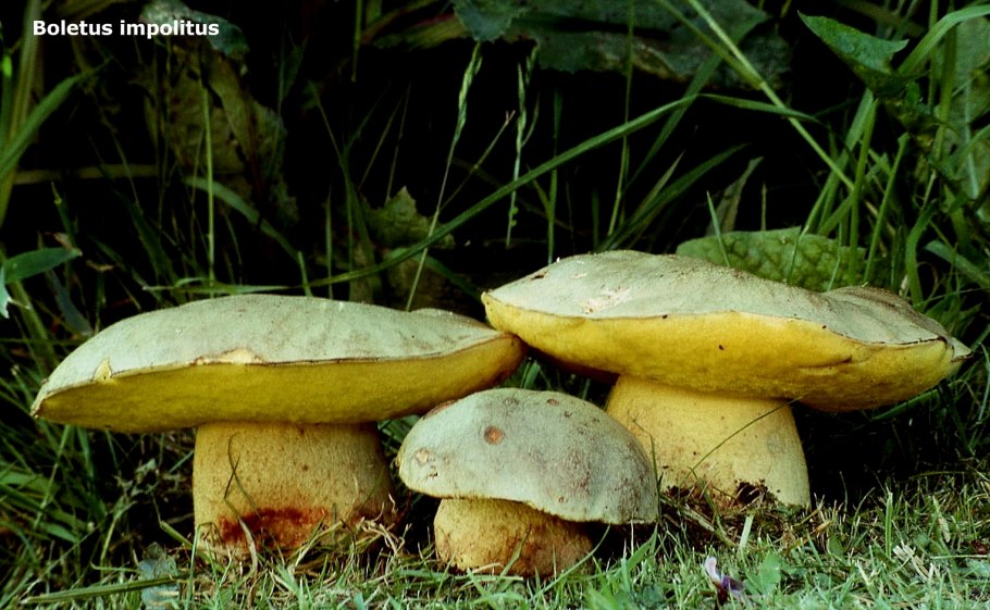 Полубелый гриб Boletus impolitus