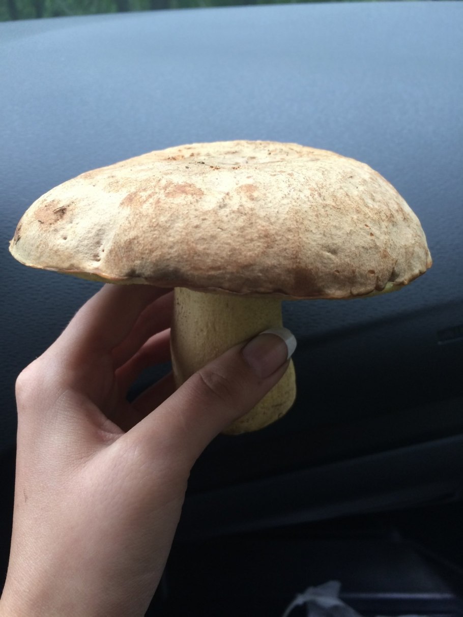 Боровик полубелый