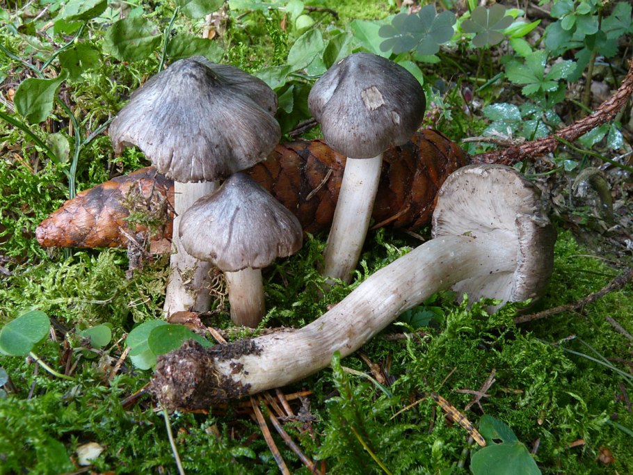 Tricholoma virgatum