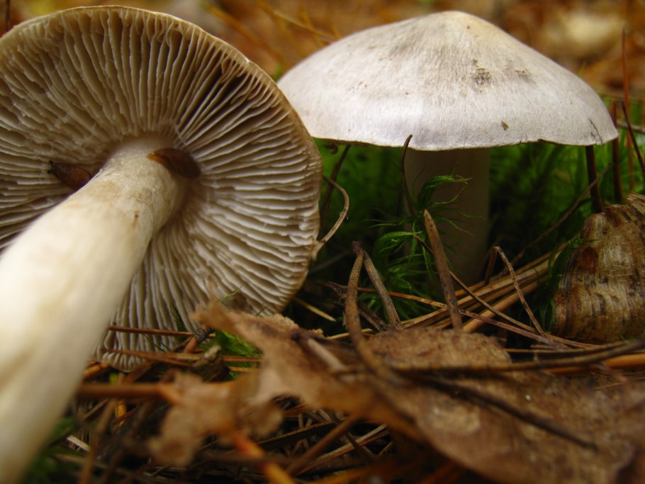 Рядовка заостренная Tricholoma virgatum.