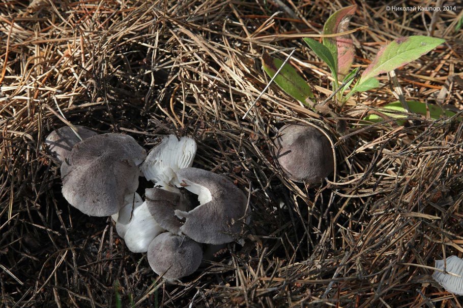 Рядовка Еловая Tricholoma aestuans