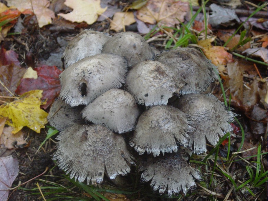 Tricholoma argyraceum