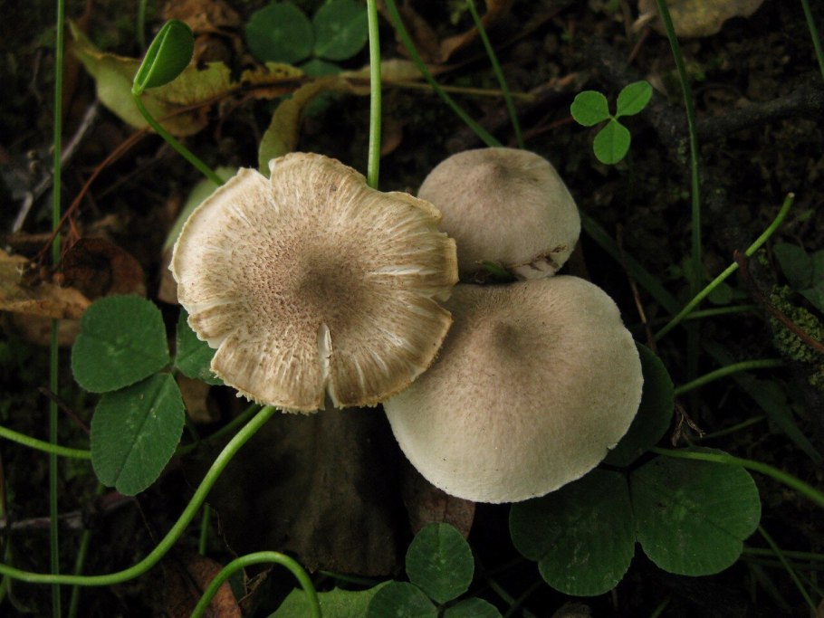 Рядовка штриховатая