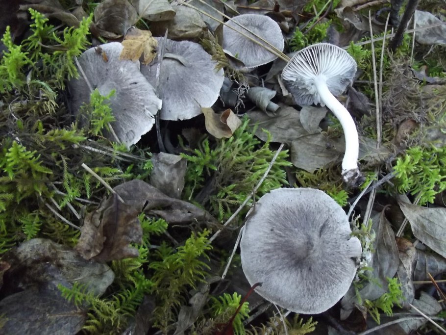 Рядовка серая Tricholoma saponaceum