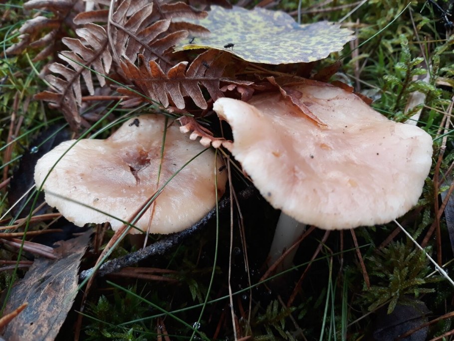Tricholoma argyraceum